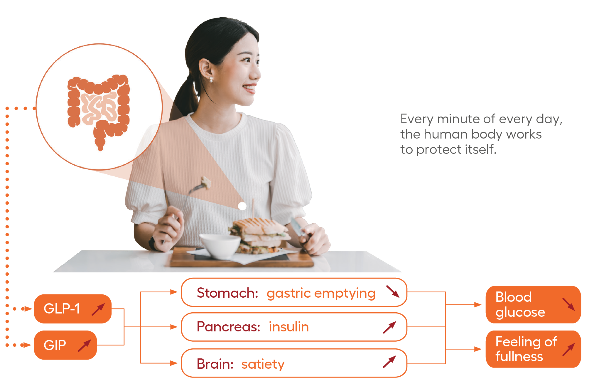 Nextida Gc Nextida GC reduces glucose spikes after meals in a natural way
